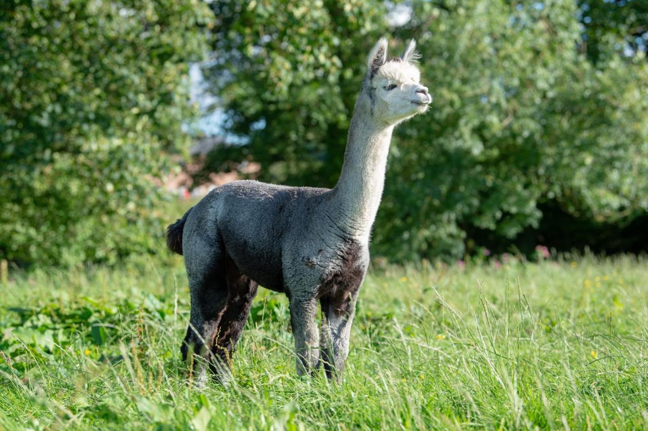 Вилла Alpaca Fold Престон Экстерьер фото