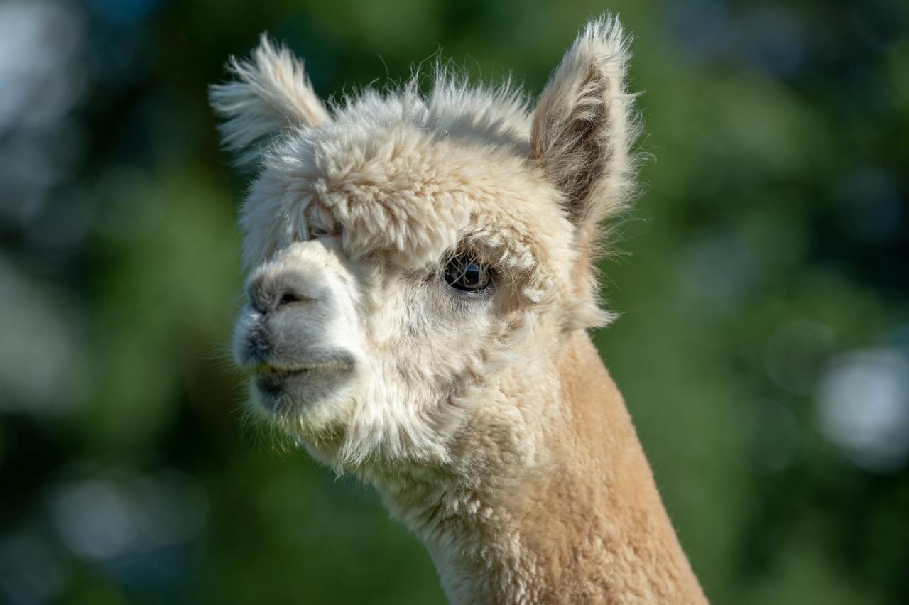 Вилла Alpaca Fold Престон Экстерьер фото
