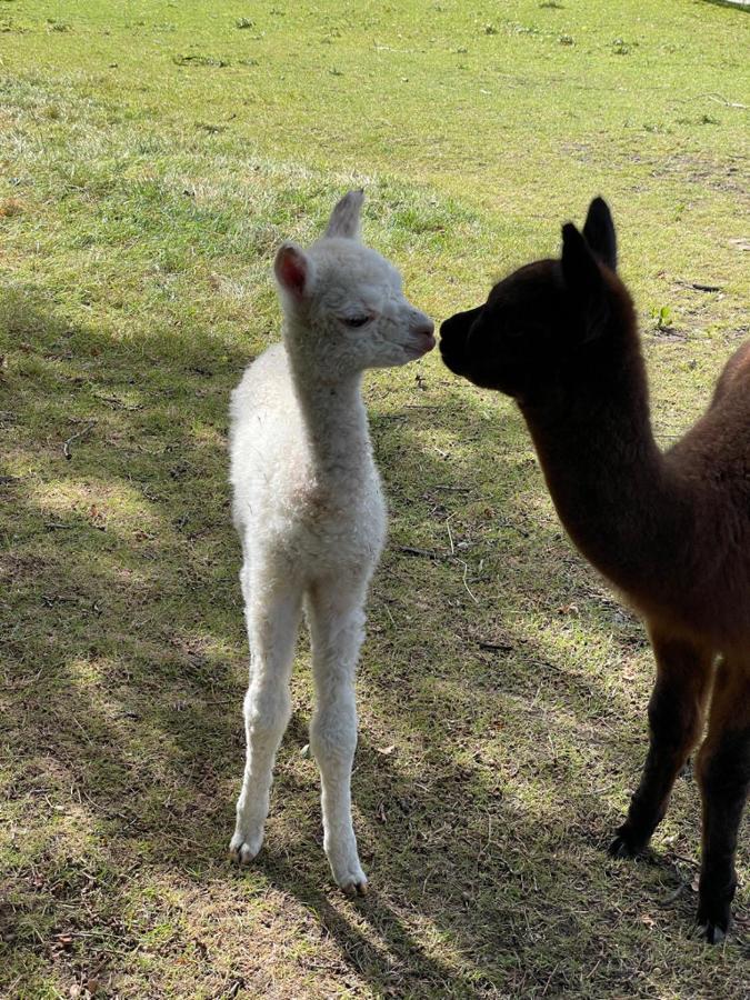 Вилла Alpaca Fold Престон Экстерьер фото